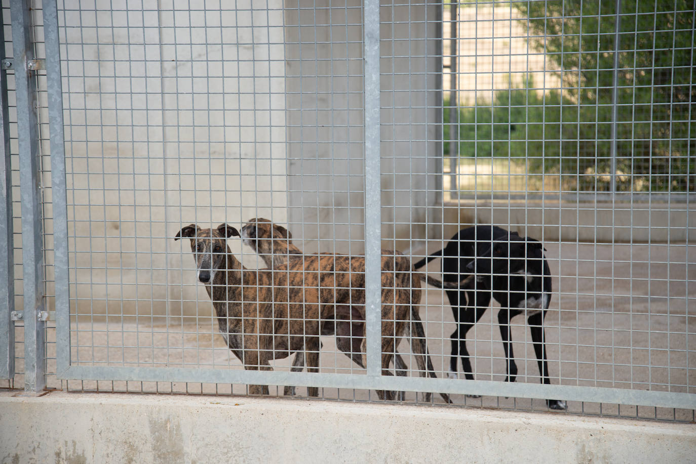 Instalaciones de la protectora Scooby con varios galgos.