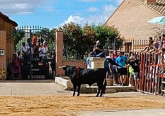 Uno de los momentos del encierro, este sábado en Villafrechós.