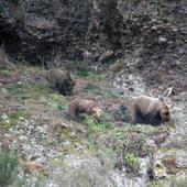 Ecologistas en Acción pide cárcel para el cazador que disparó a un oso en Polentinos