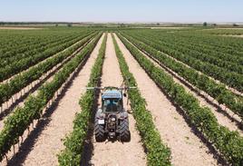 Labores agrícolas en el viñedo.