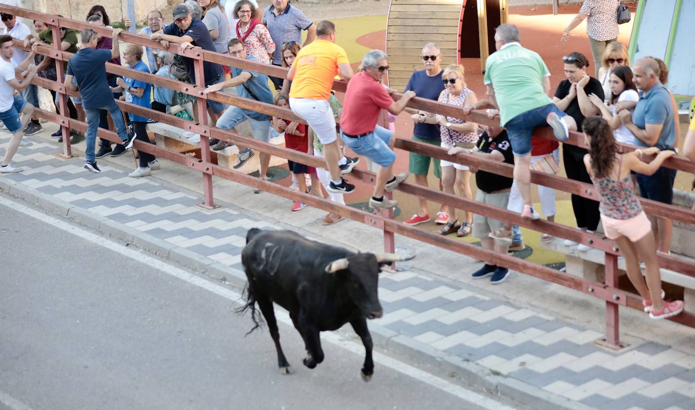 El segundo encierro de toros de La Seca, en imágenes