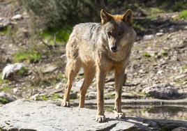 Fotografía de un lobo ibérico.