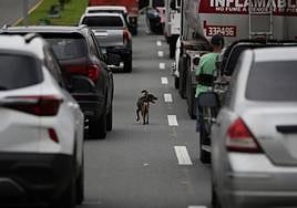 Un perro rodeado por numerosos vehículos en una zona con tráfico intenso.