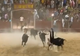 Cogida del joven por parte del novillo en la plaza de San Lorenzo.