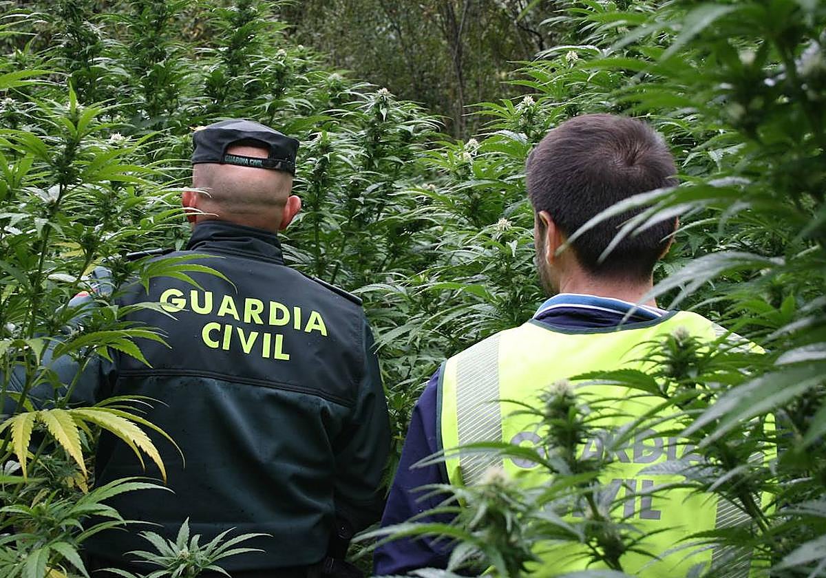 Agentes de la Guardia Civil en una plantación de marihuana.