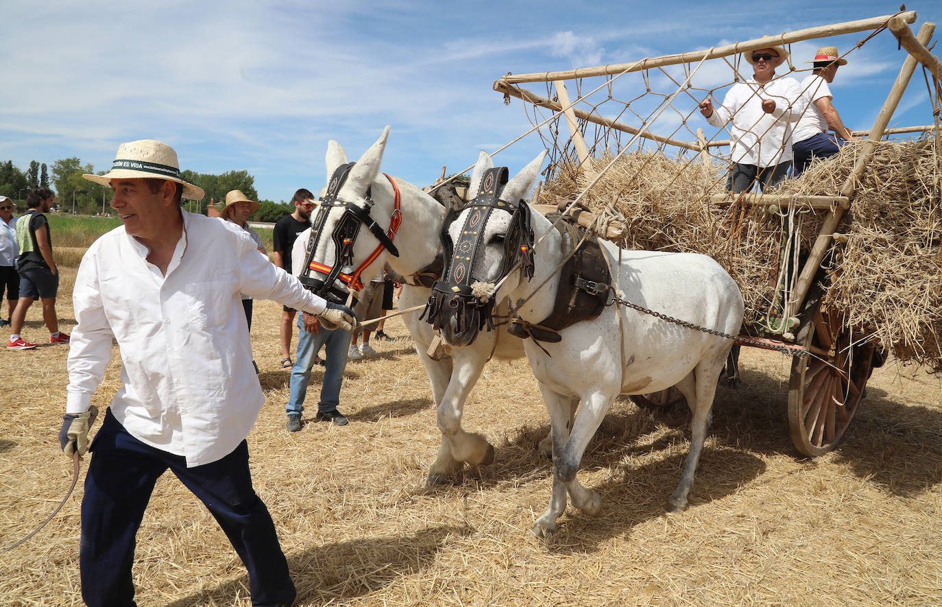 Castrillo se rinde a la Fiesta de la Trilla