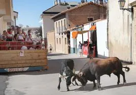 Encierro en Dueñas, en las pasadas fiestas.