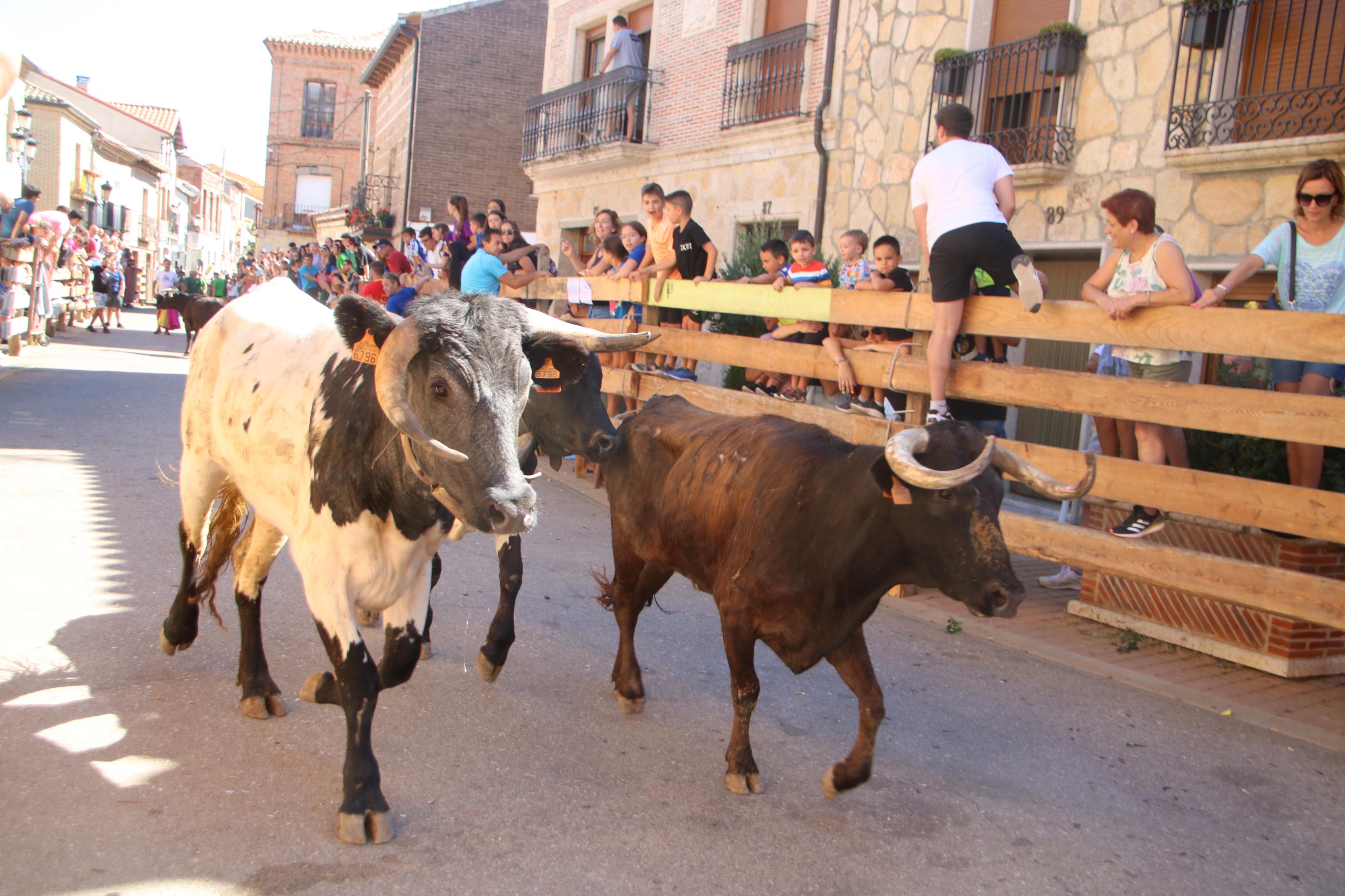 Torquemada, fiel a los encierros tradicionales