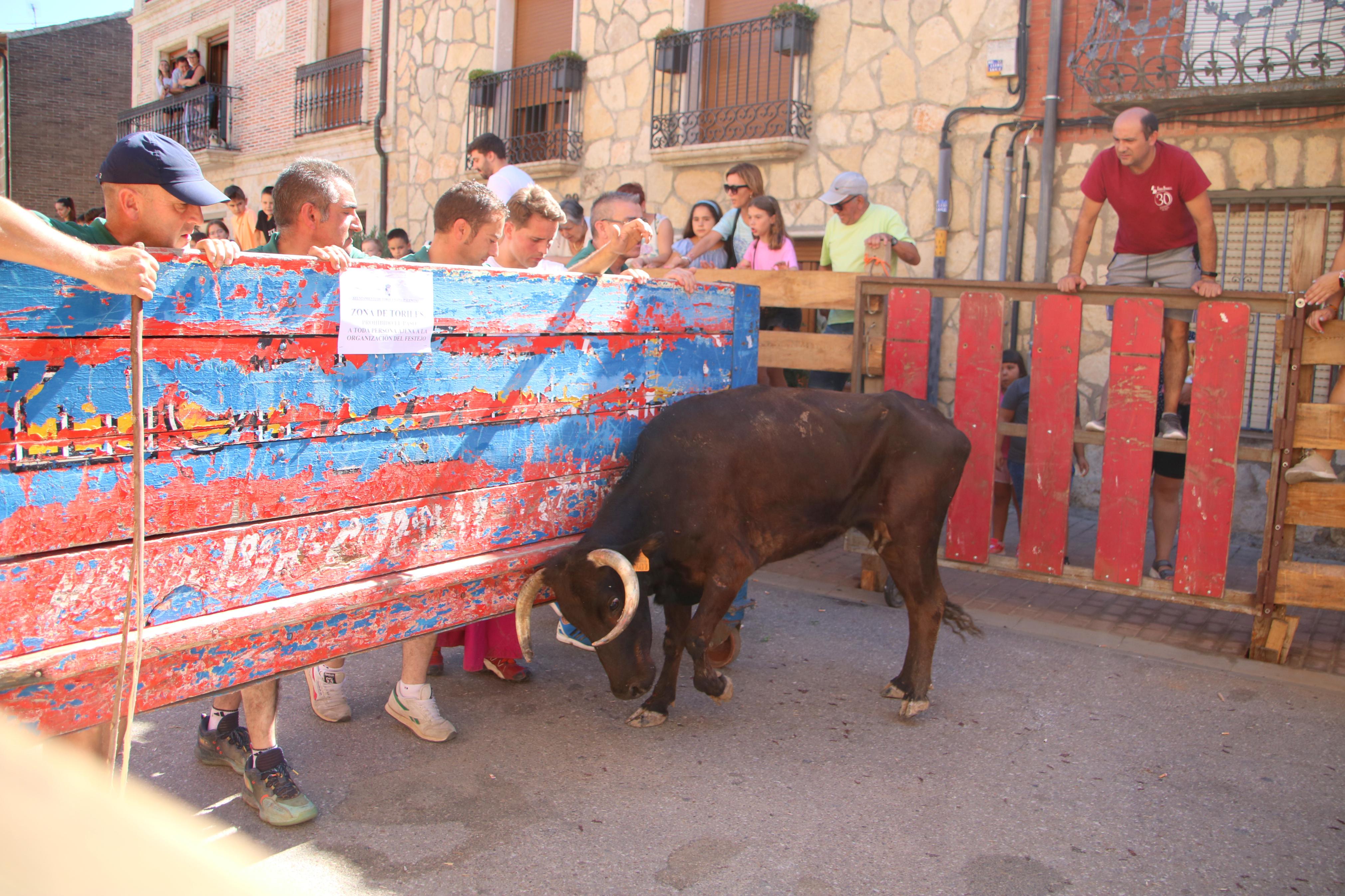 Torquemada, fiel a los encierros tradicionales