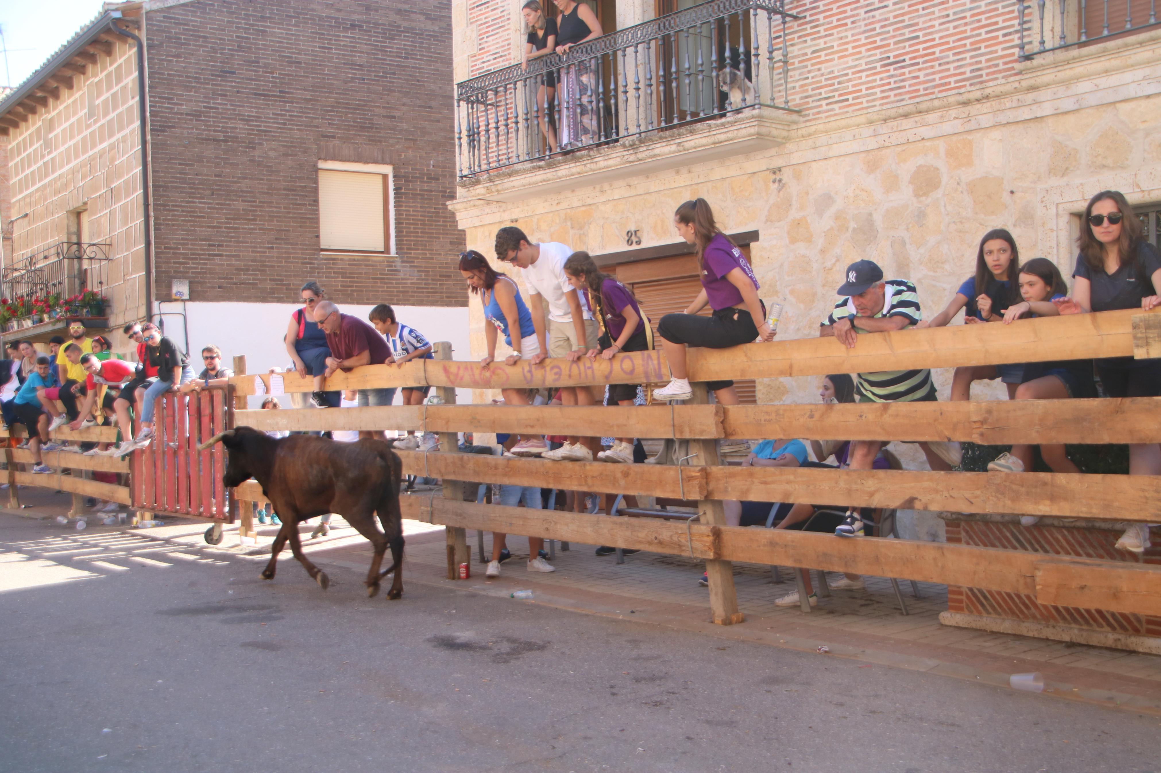 Torquemada, fiel a los encierros tradicionales
