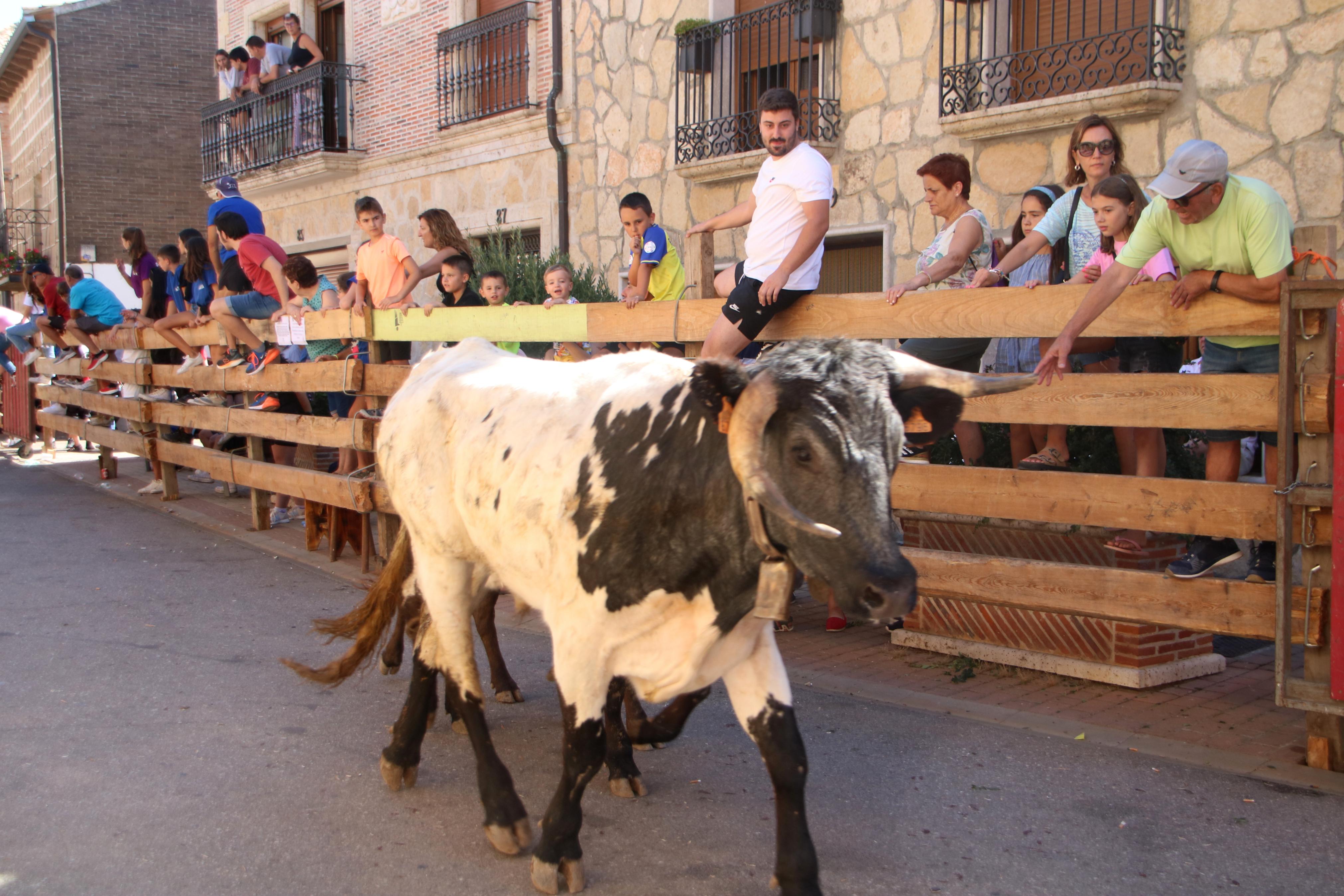 Torquemada, fiel a los encierros tradicionales
