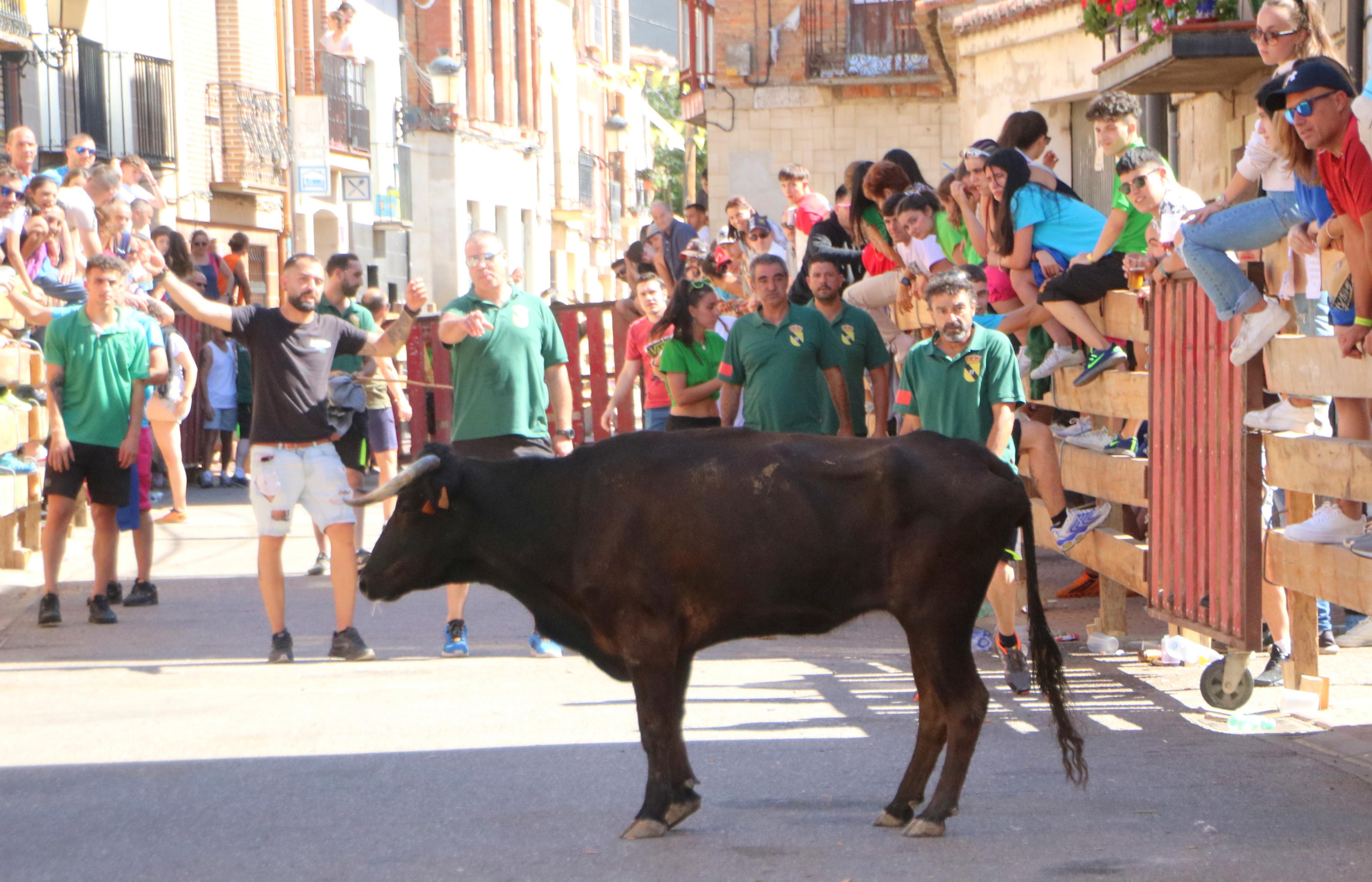 Torquemada, fiel a los encierros tradicionales