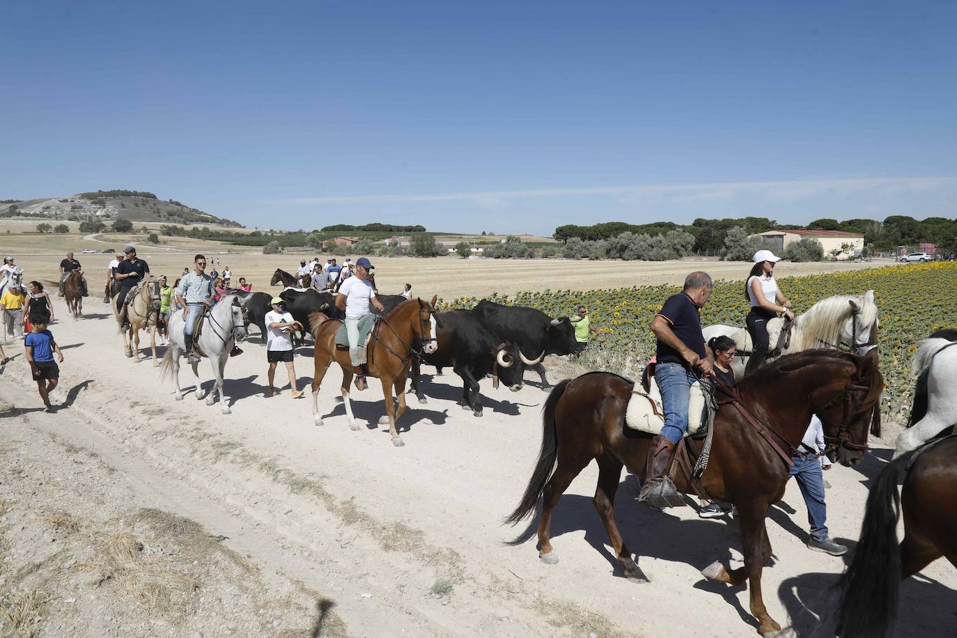 En imágenes, la trashumancia en Peñafiel a un día de comenzar las fiestas