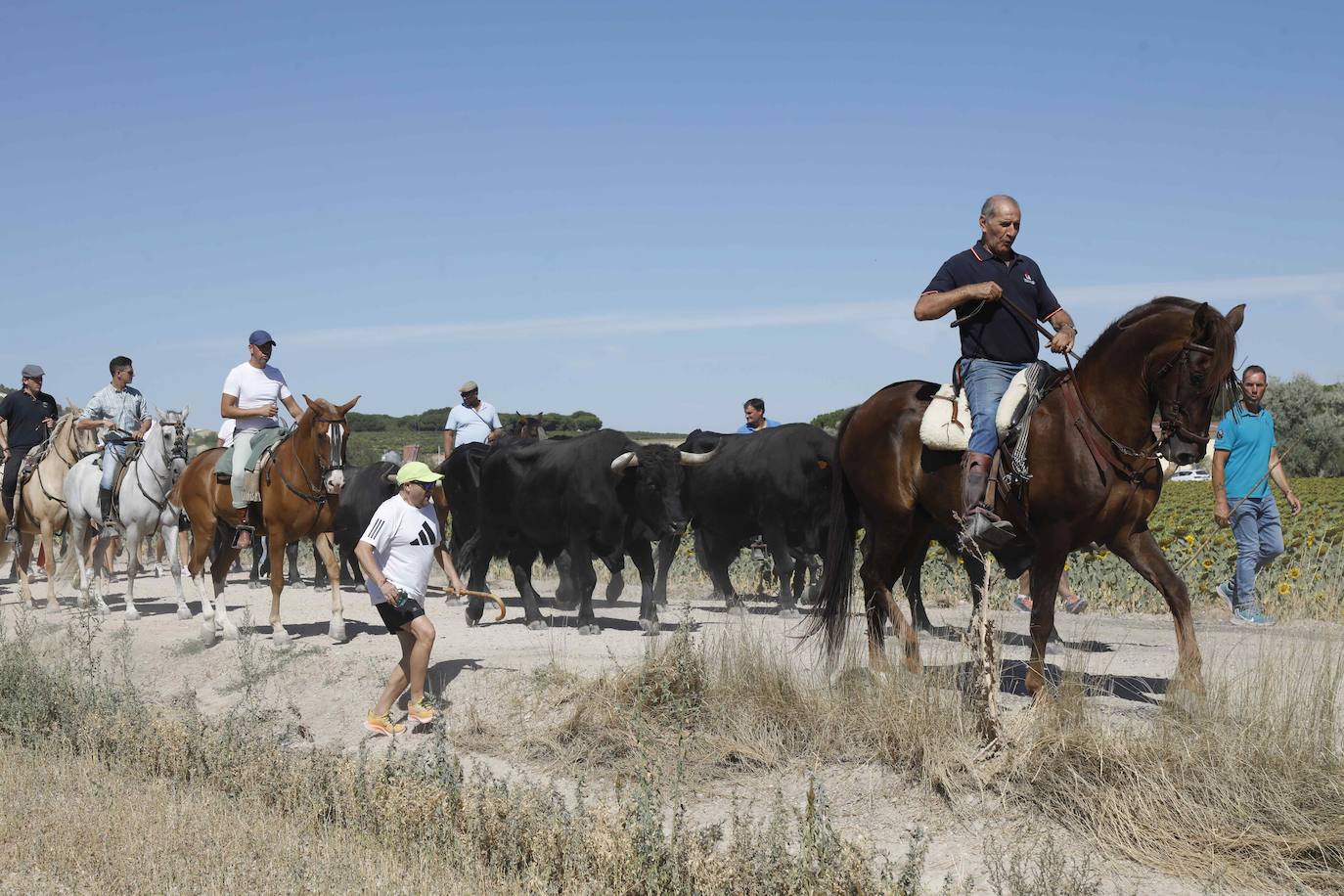 En imágenes, la trashumancia en Peñafiel a un día de comenzar las fiestas