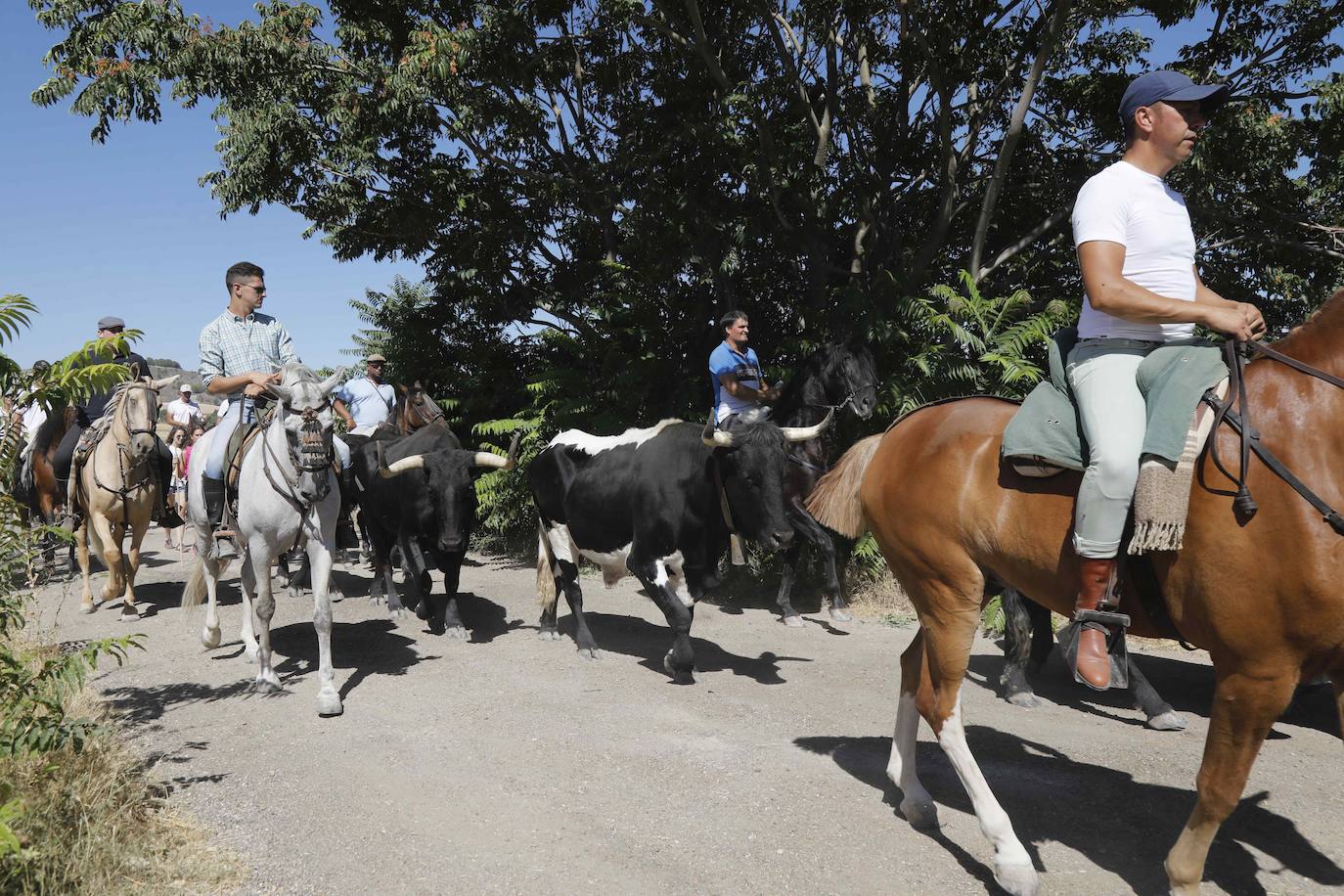 En imágenes, la trashumancia en Peñafiel a un día de comenzar las fiestas