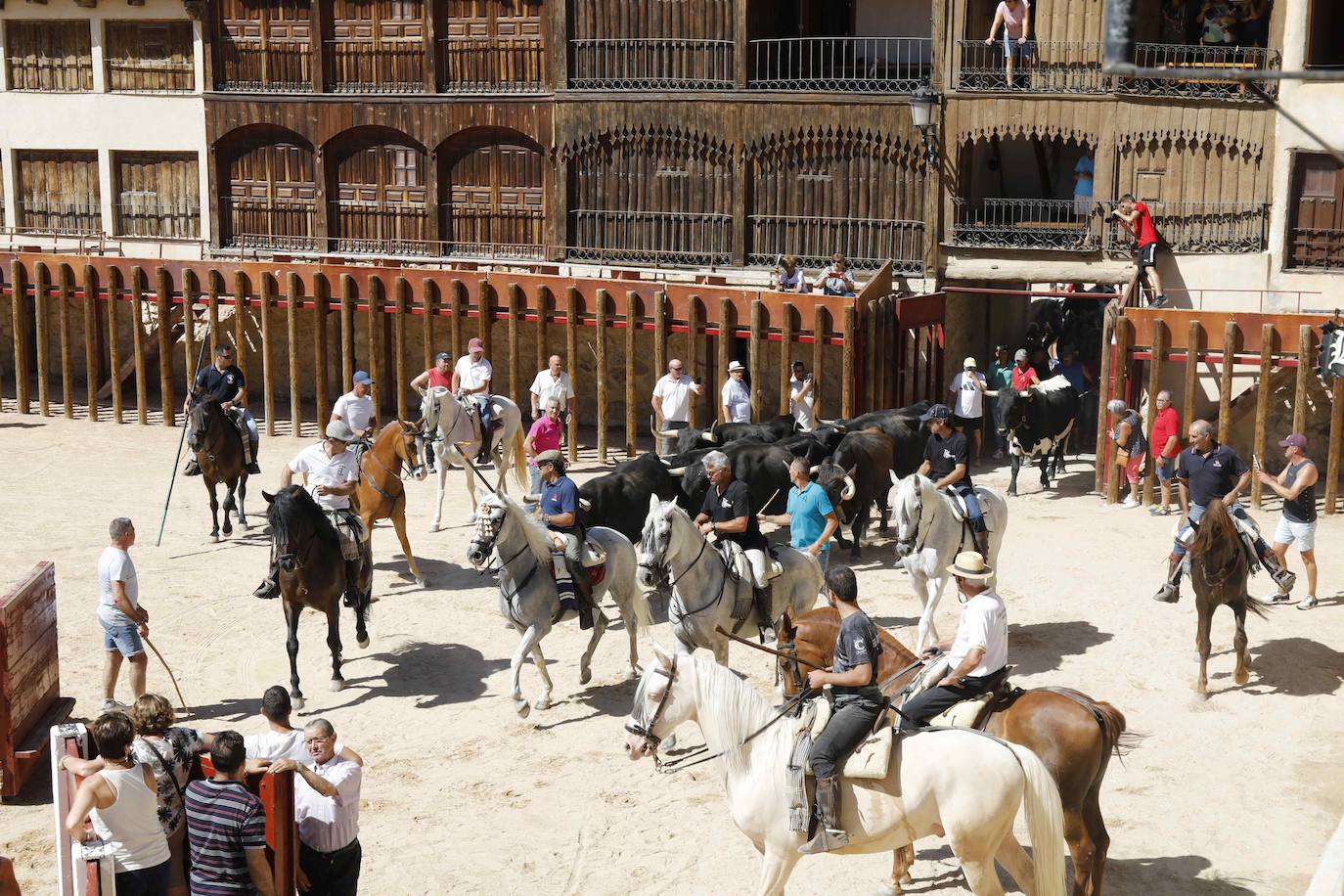 En imágenes, la trashumancia en Peñafiel a un día de comenzar las fiestas