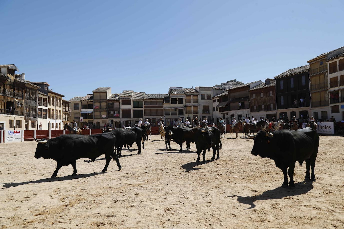 En imágenes, la trashumancia en Peñafiel a un día de comenzar las fiestas