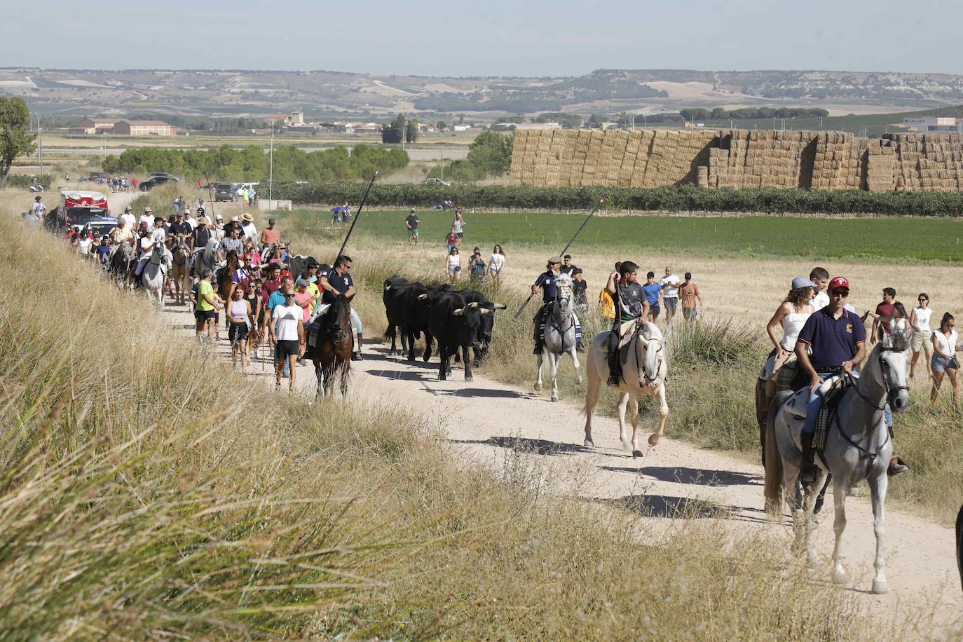 En imágenes, la trashumancia en Peñafiel a un día de comenzar las fiestas