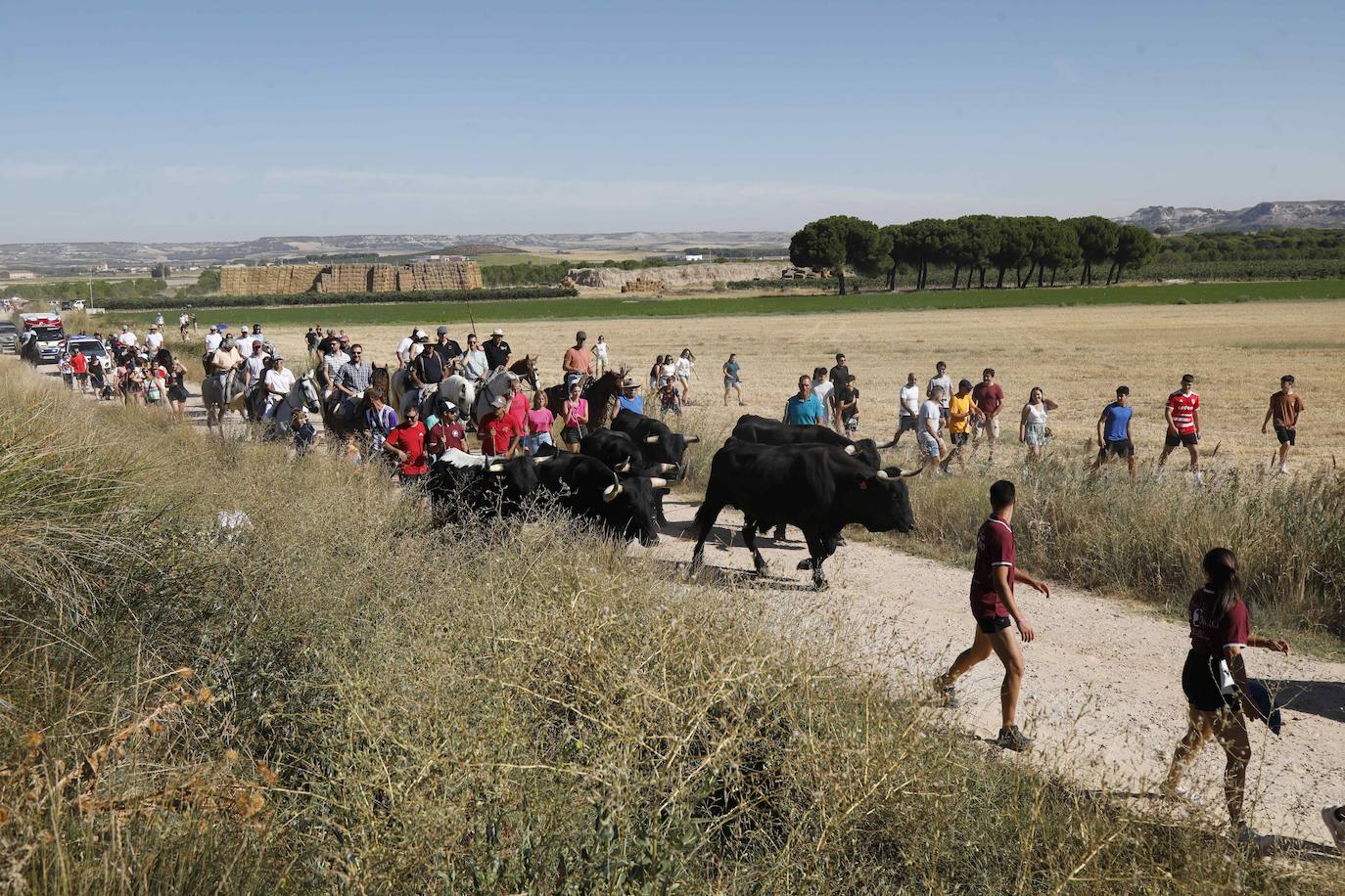 En imágenes, la trashumancia en Peñafiel a un día de comenzar las fiestas