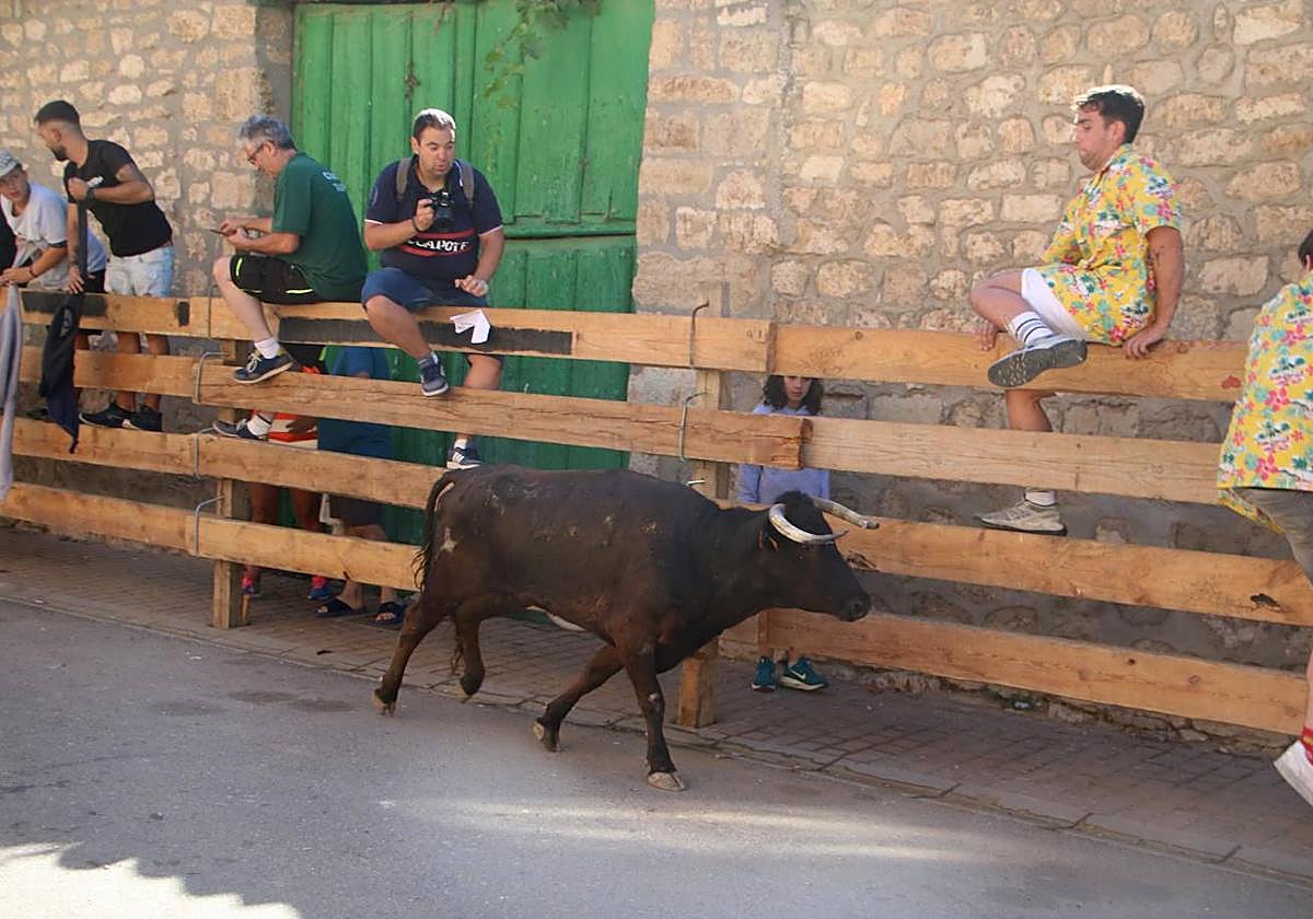 Numerosos aficionados se dieron cita este domingo en los encierros de Torquemada.
