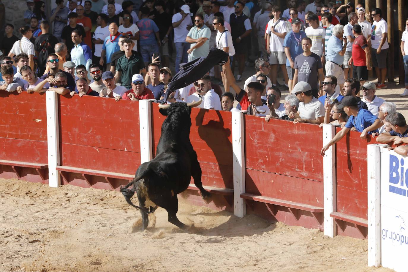 Capea de mañana en la Plaza del Coso de Peñafiel