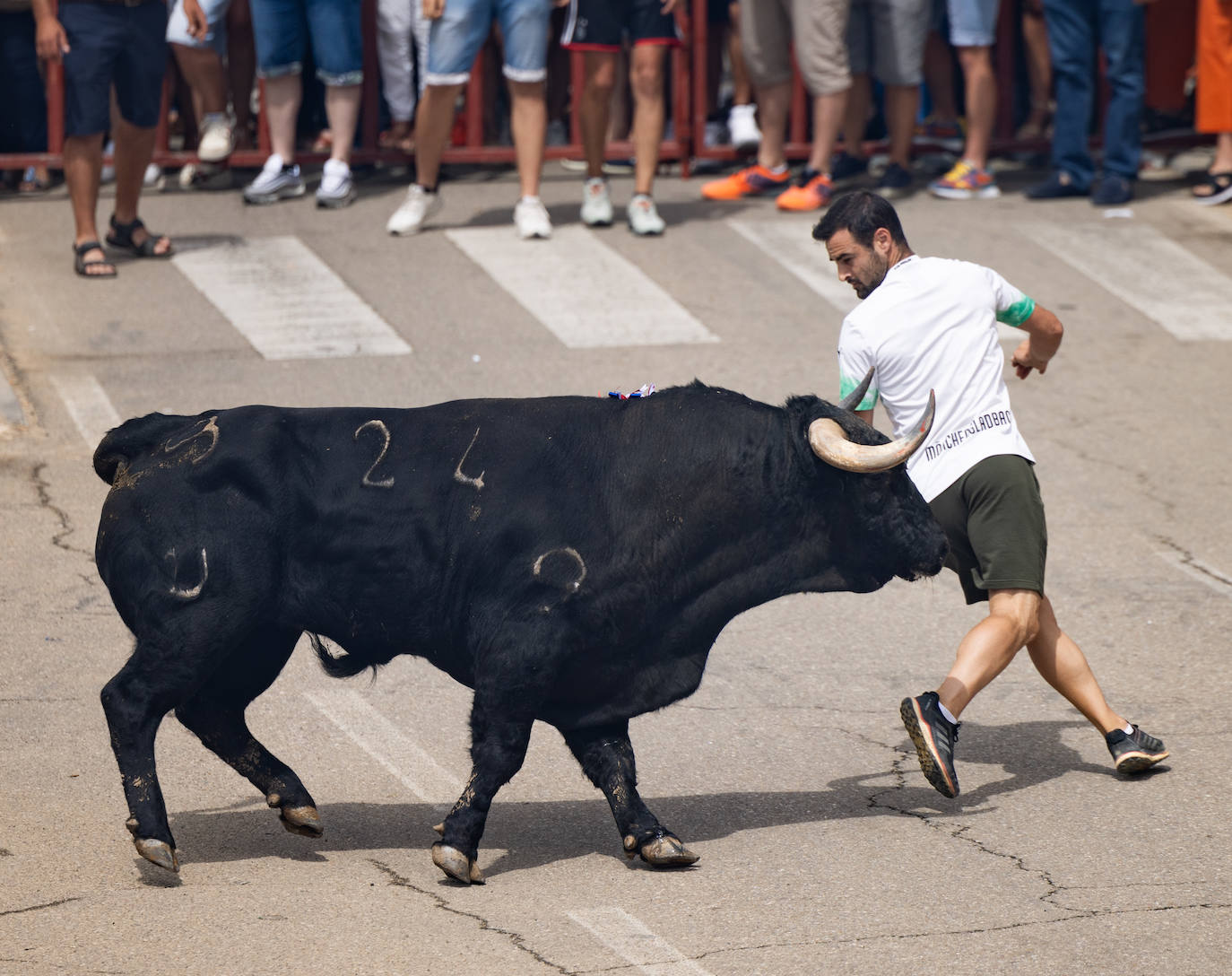 Toro del Verdejo en Rueda