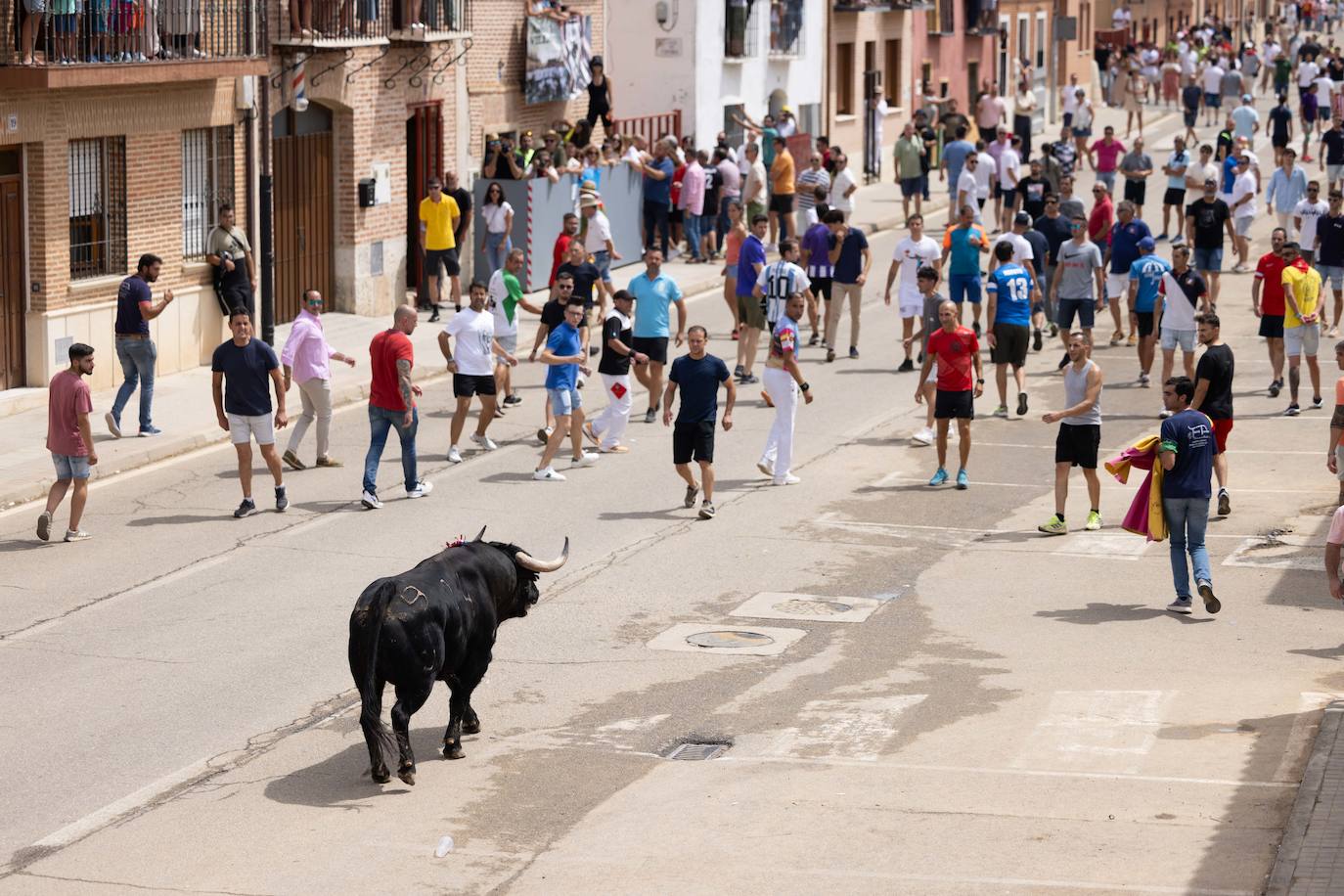 Toro del Verdejo en Rueda