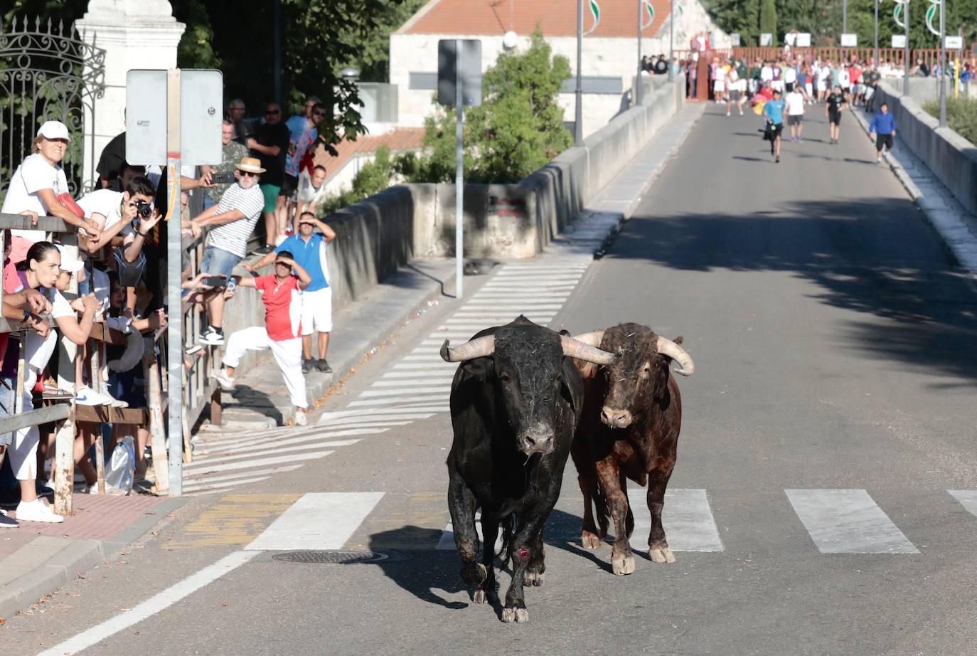 Toro del Alba en Tudela de Duero