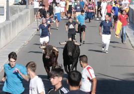 Toro del Alba en Tudela de Duero