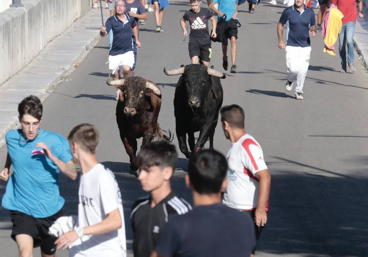 Toro del Alba en Tudela de Duero