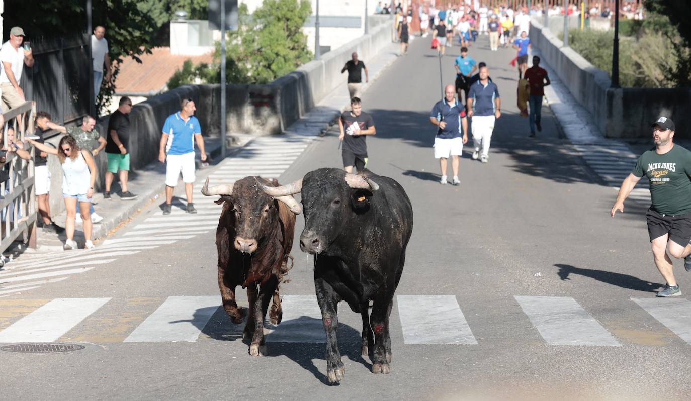 Toro del Alba en Tudela de Duero