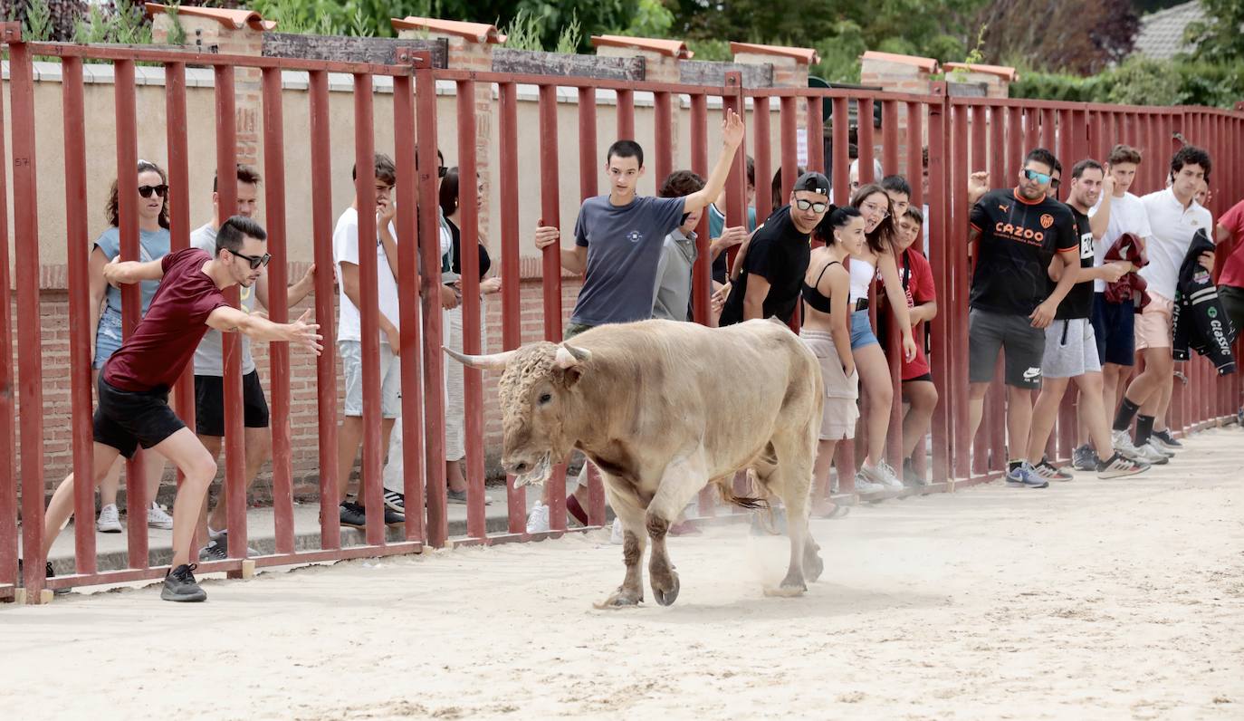 Encierro del 15 de agosto en las fiestas de Viana de Cega