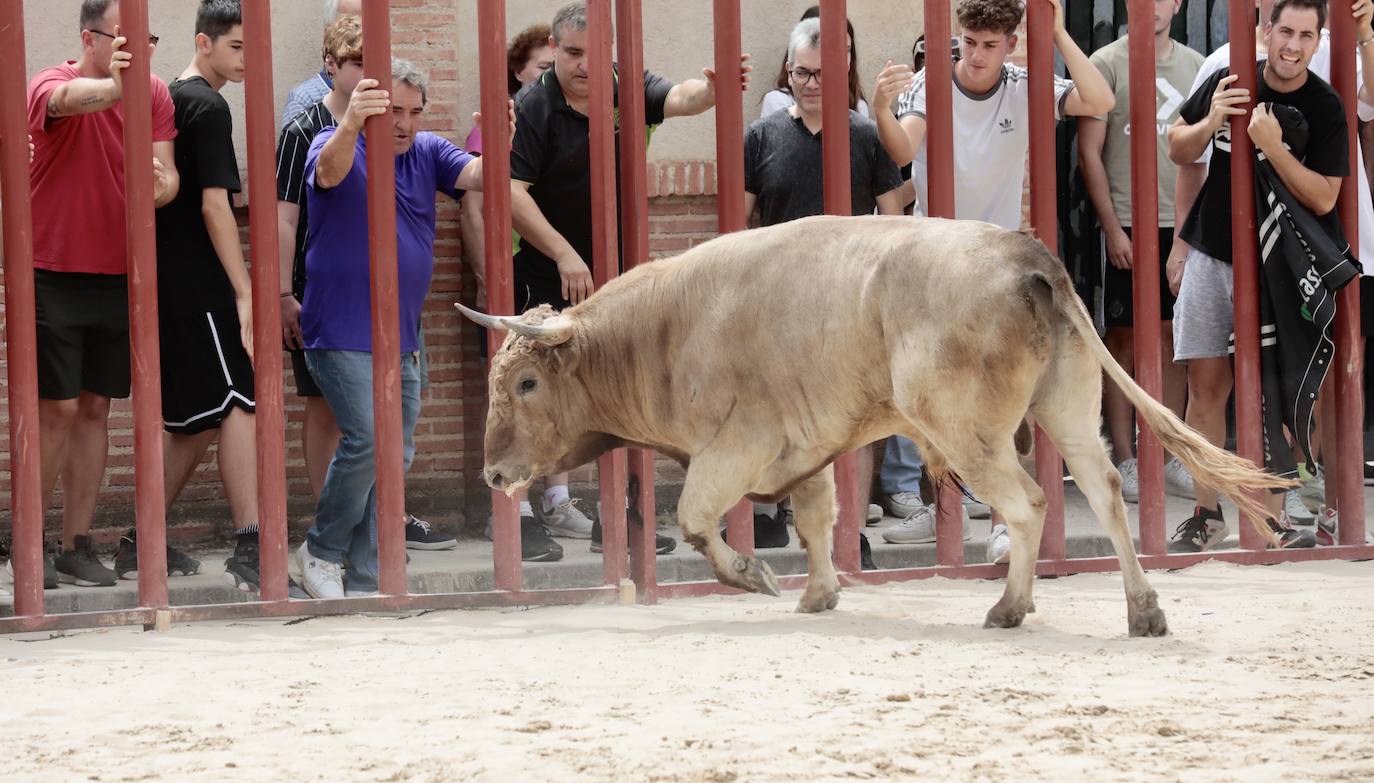 Encierro del 15 de agosto en las fiestas de Viana de Cega