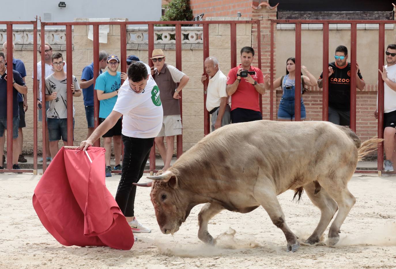 Encierro del 15 de agosto en las fiestas de Viana de Cega