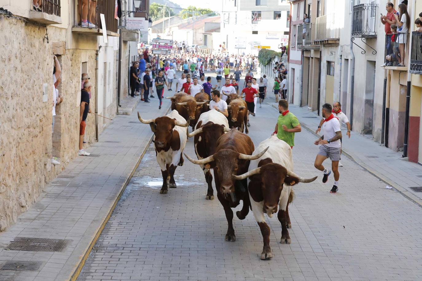 En imágenes, el encierro y la capea matinal de Peñafiel