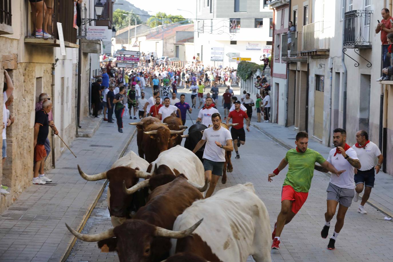 En imágenes, el encierro y la capea matinal de Peñafiel