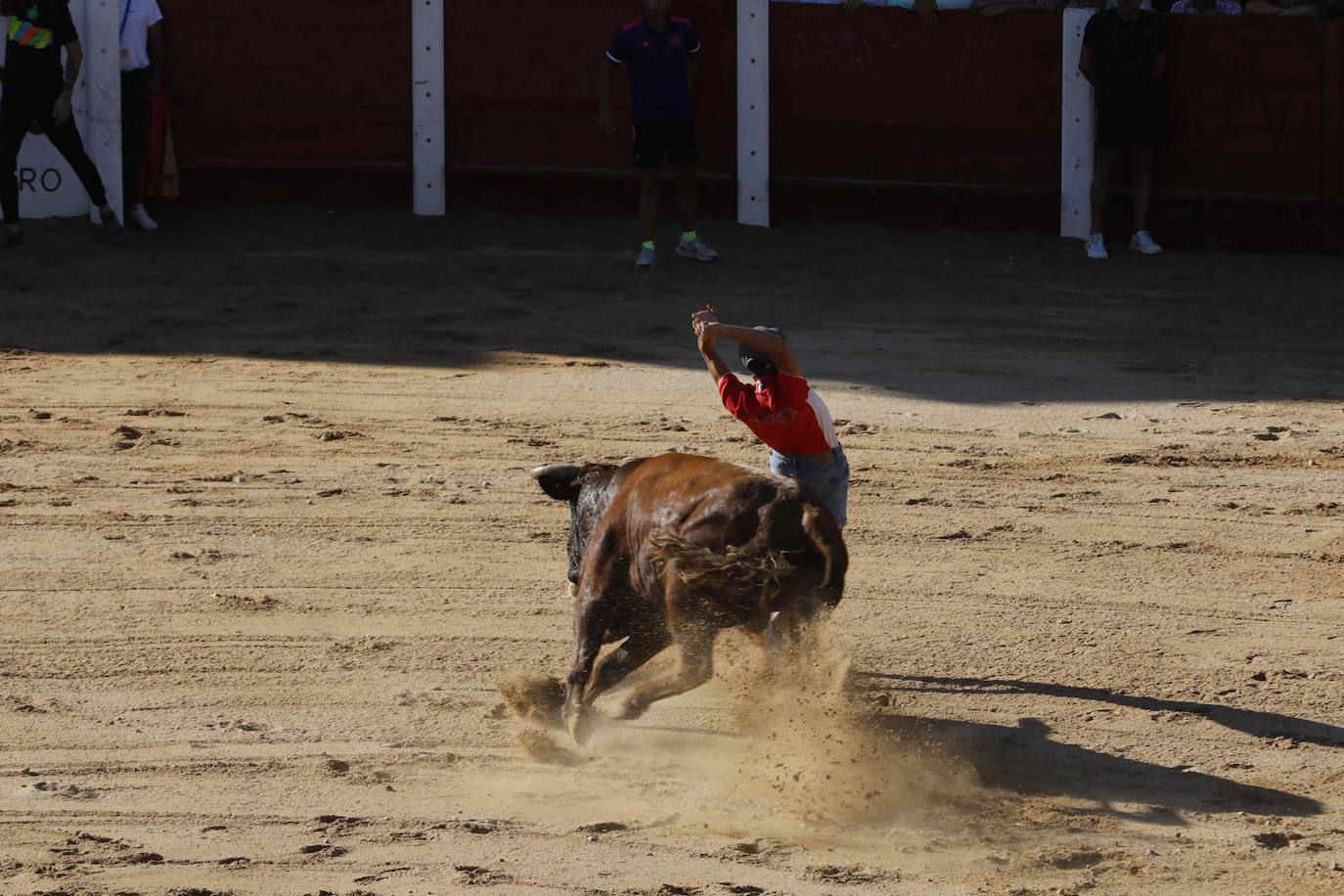 En imágenes, el encierro y la capea matinal de Peñafiel