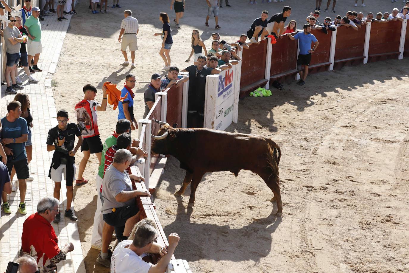 En imágenes, el encierro y la capea matinal de Peñafiel