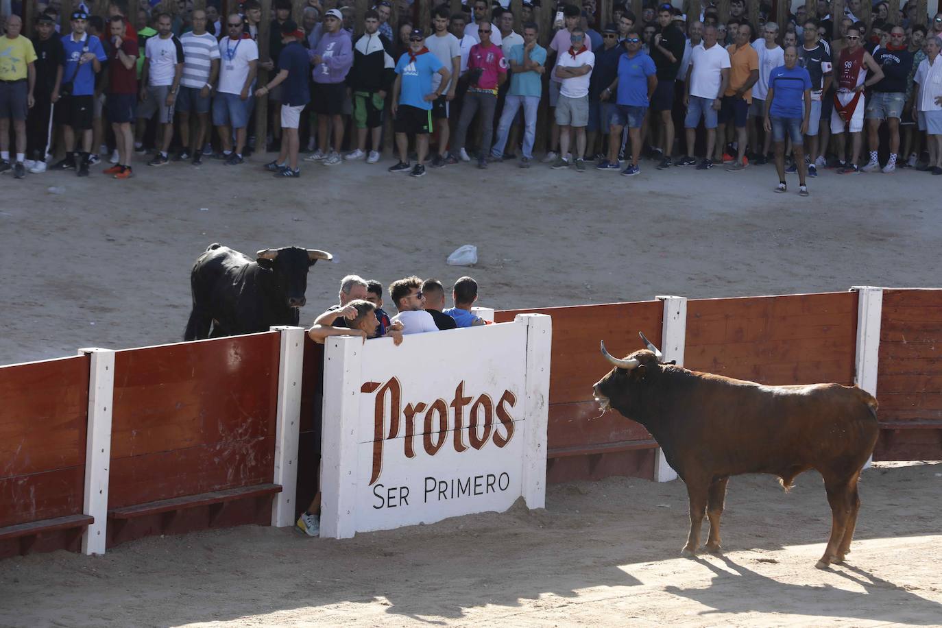 En imágenes, el encierro y la capea matinal de Peñafiel