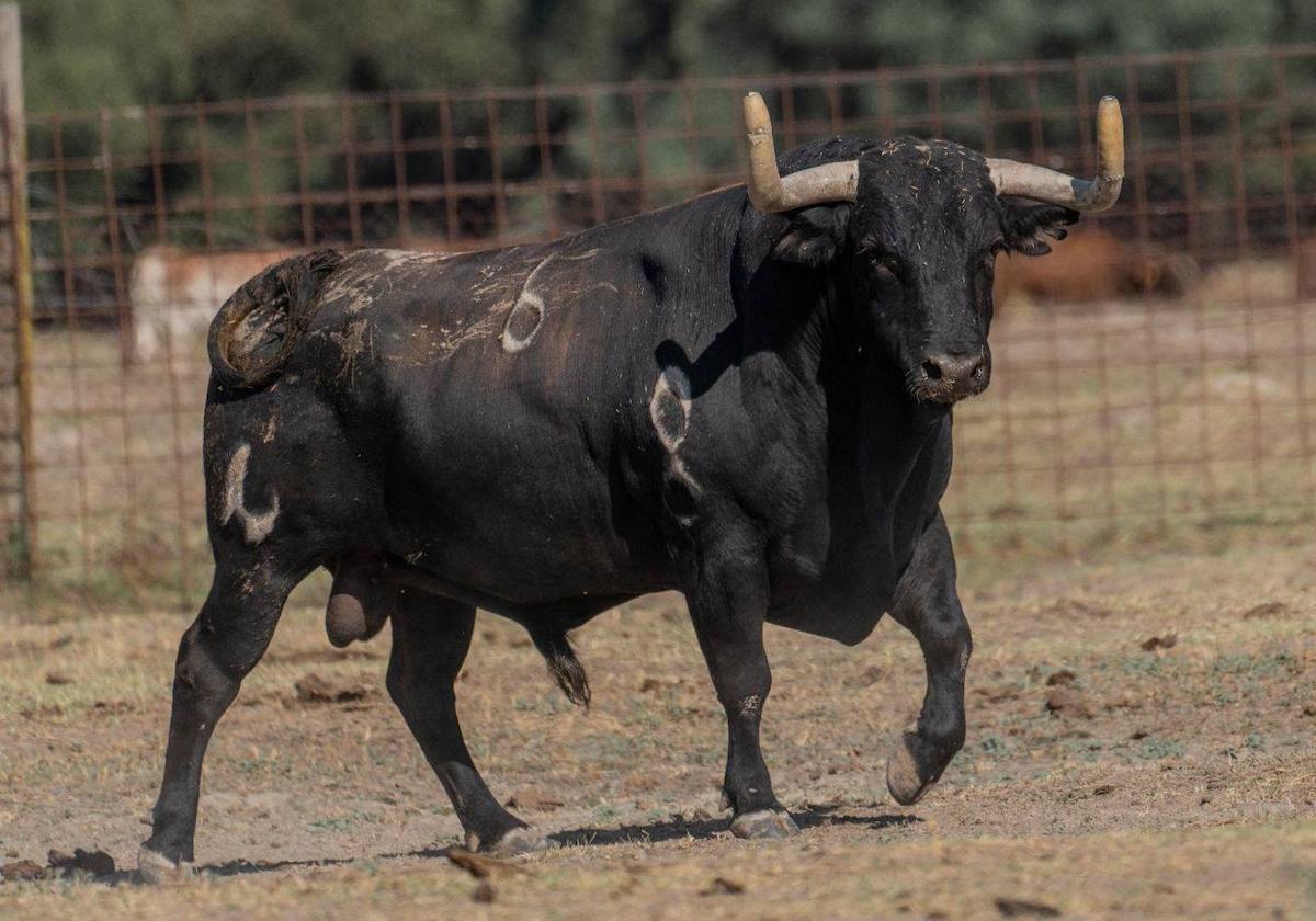 «Gavilanillo»,Toro de la Vega 2023.