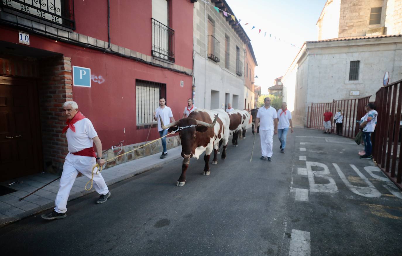 Toro del alba y encierro en Tudela de Duero