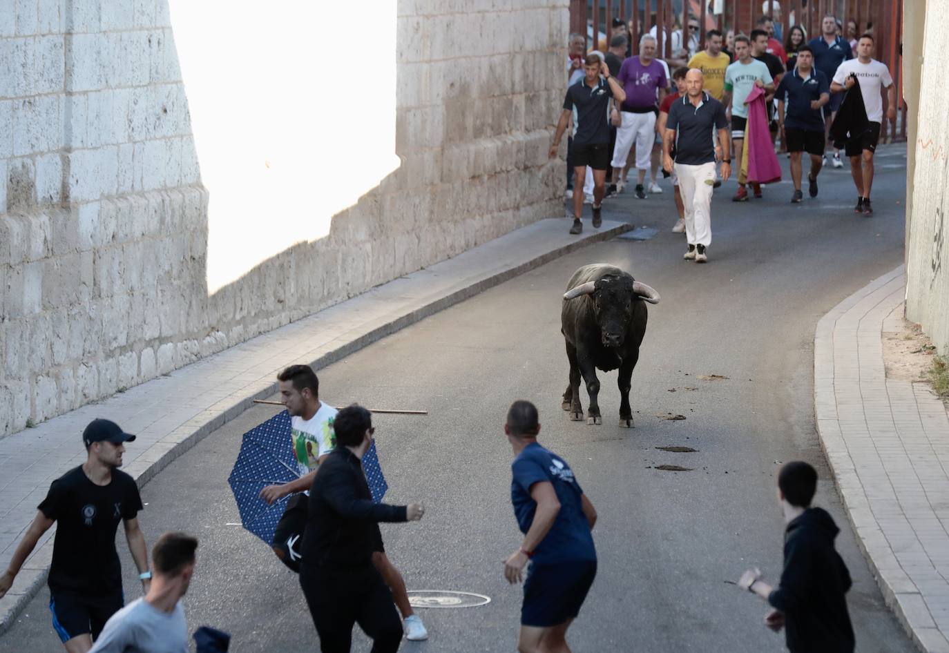 Toro del alba y encierro en Tudela de Duero