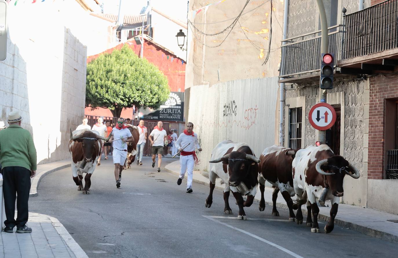 Toro del alba y encierro en Tudela de Duero