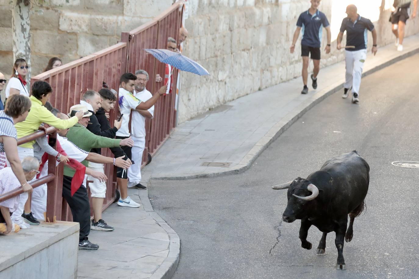 Toro del alba y encierro en Tudela de Duero