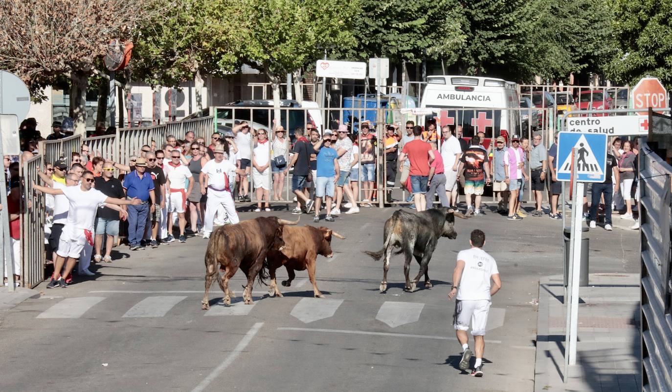 Toro del alba y encierro en Tudela de Duero