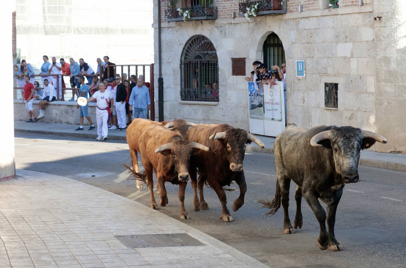 Toro del alba y encierro en Tudela de Duero