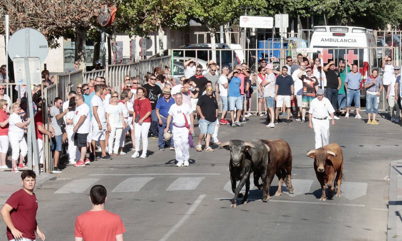 Toro del alba y encierro en Tudela de Duero