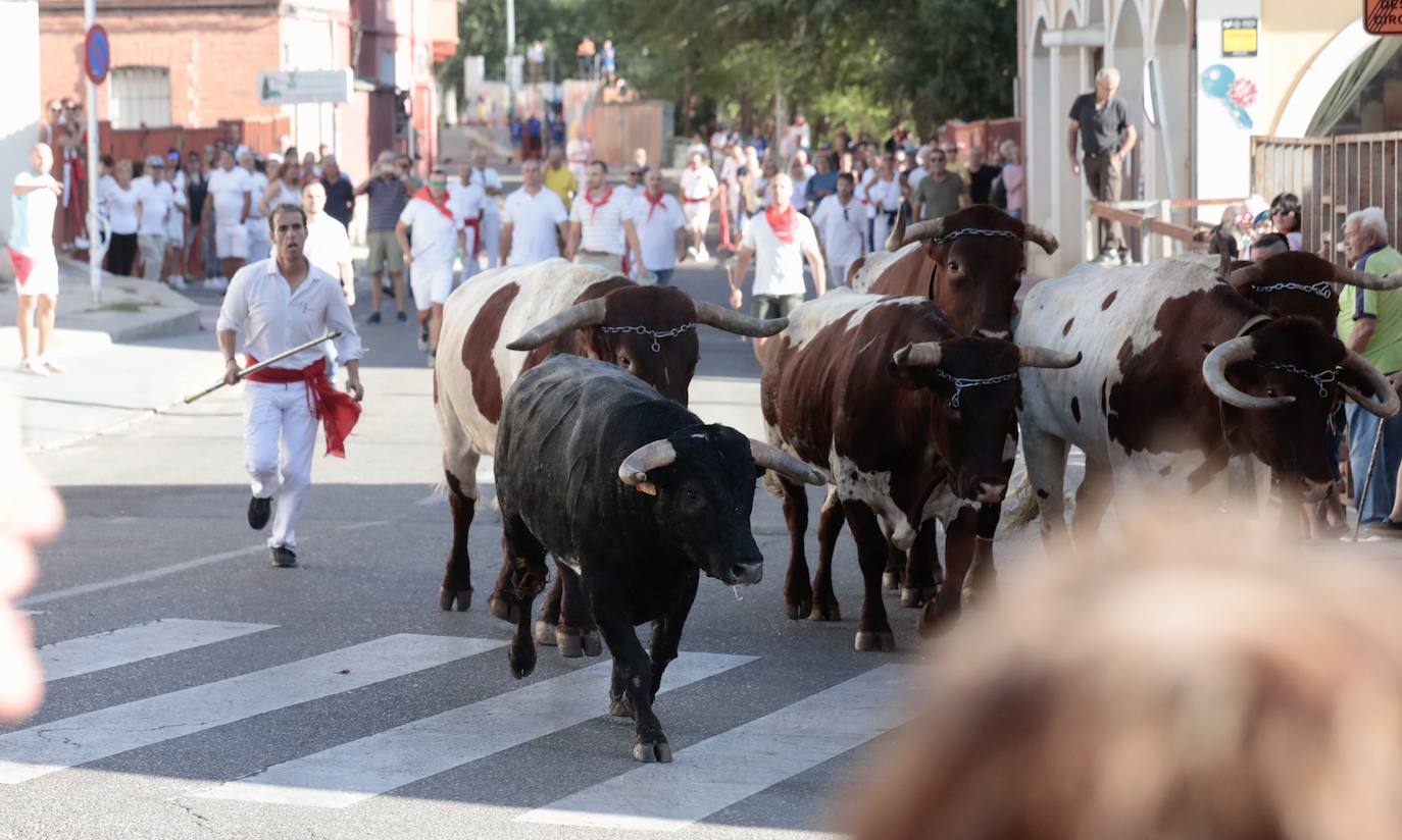 Toro del alba y encierro en Tudela de Duero