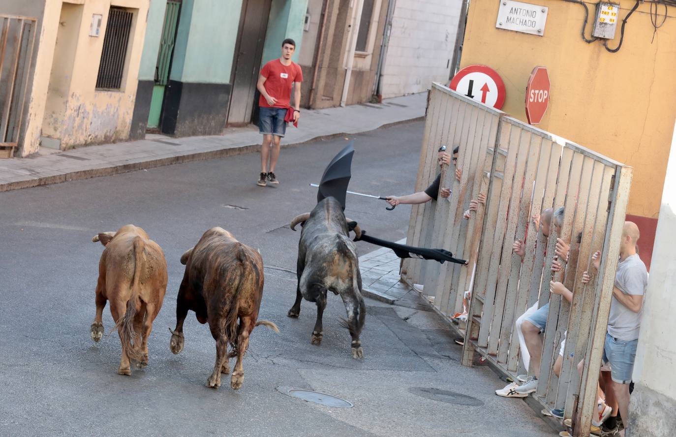 Toro del alba y encierro en Tudela de Duero