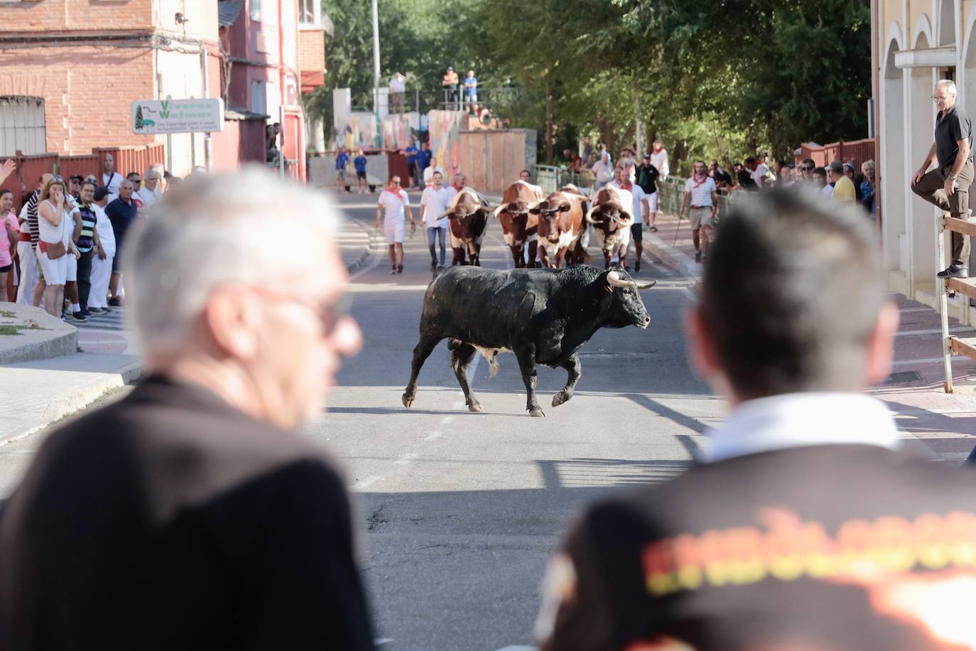 Toro del alba y encierro en Tudela de Duero